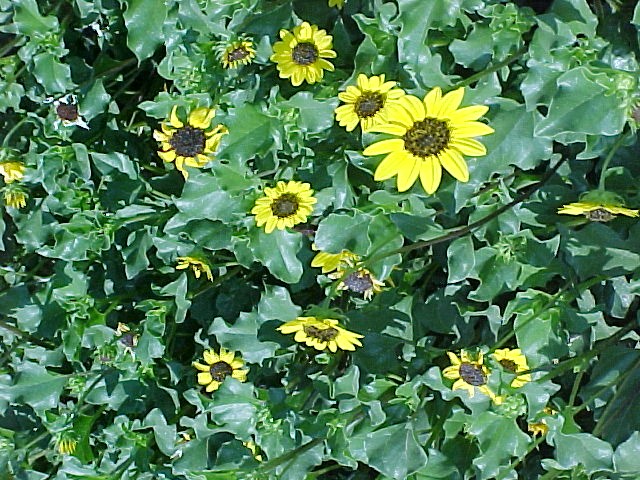 Helianthus debilis