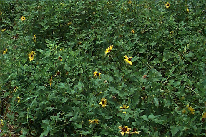Plant photo of: Helianthus debilis