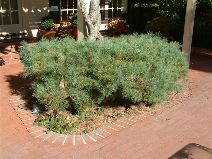 Pinus strobus 'Nana'