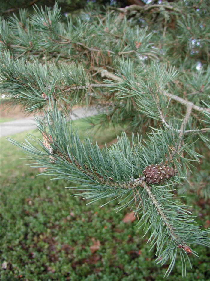 Pinus sylvestris