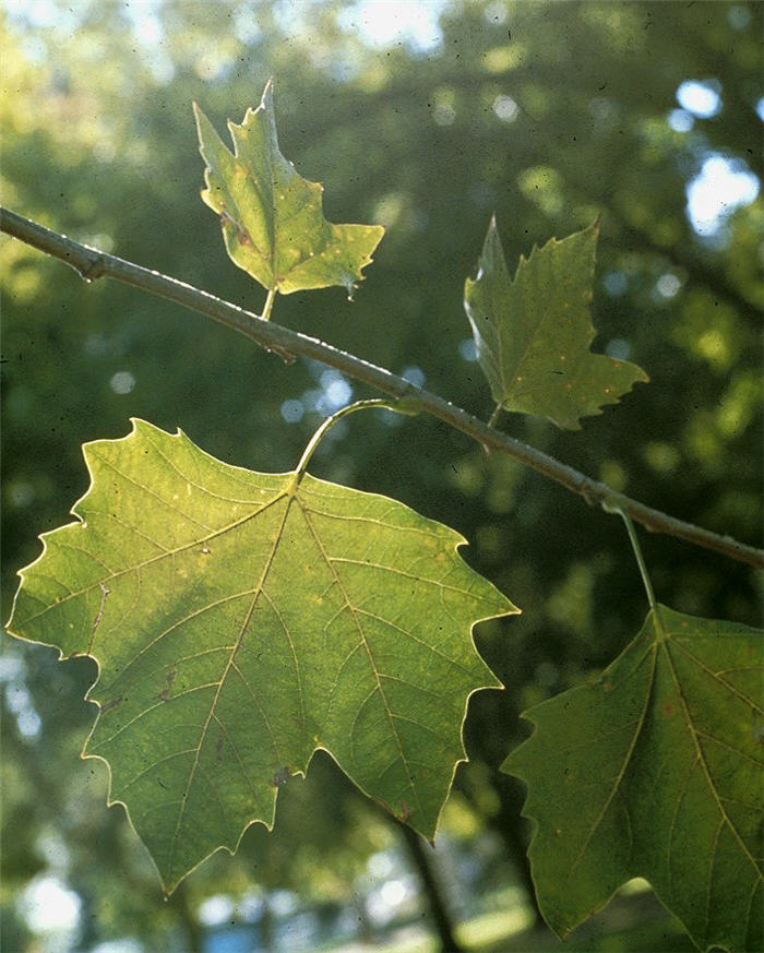 Platanus X acerifolia