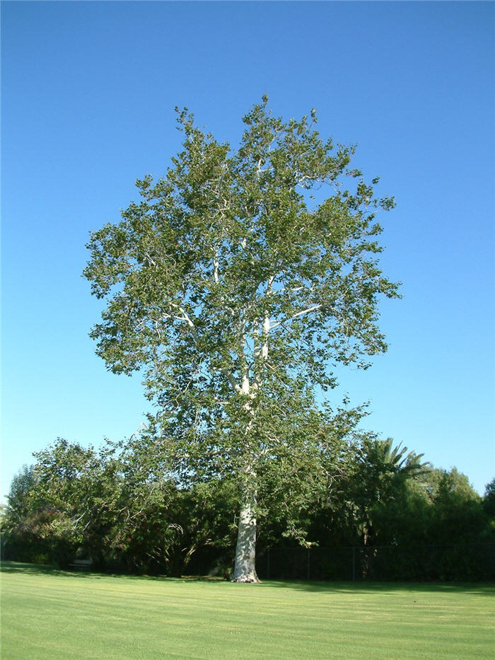 Platanus racemosa