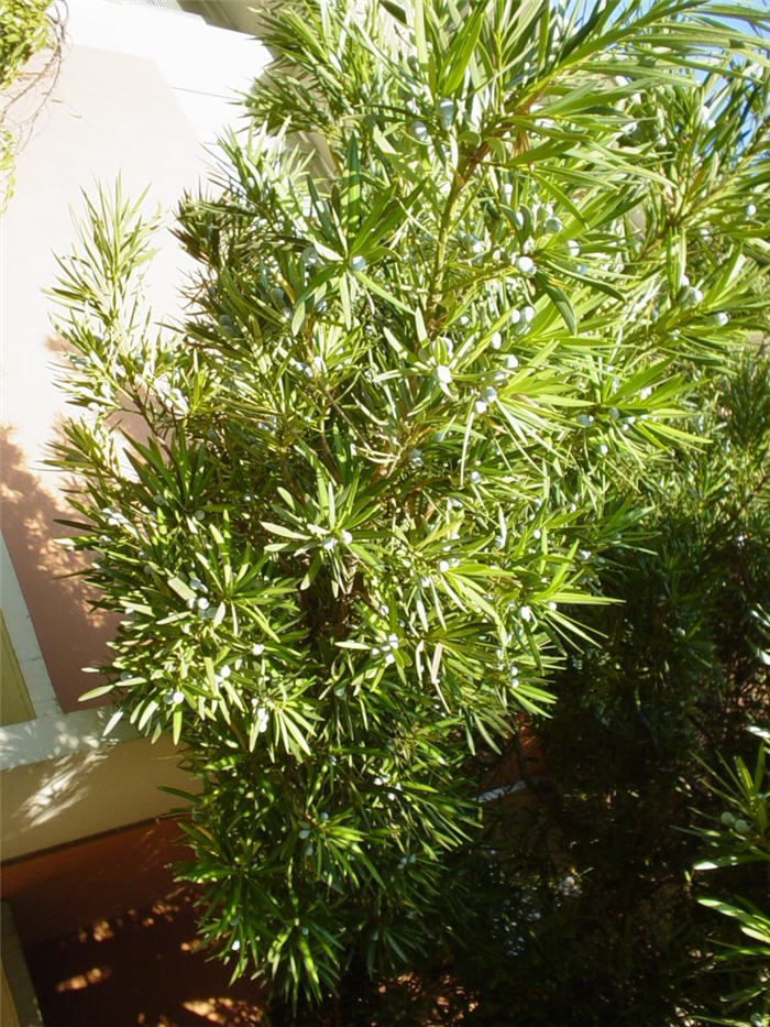Podocarpus macrophyllus