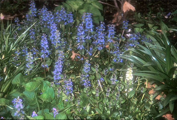 Ajuga reptans