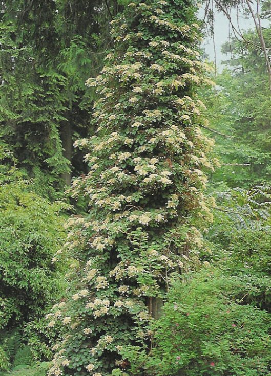Hydrangea anomala petiolaris