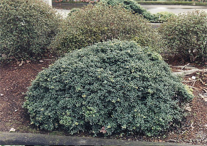Plant photo of: Ilex crenata 'Helleri'