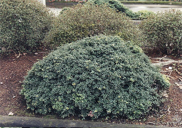 Ilex crenata 'Helleri'