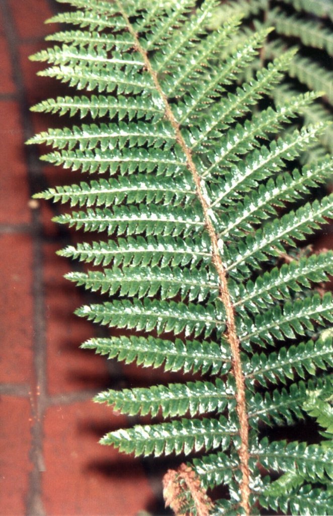 Polystichum X bicknellii