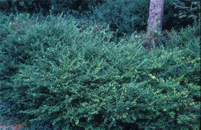Ilex crenata 'Convexa'