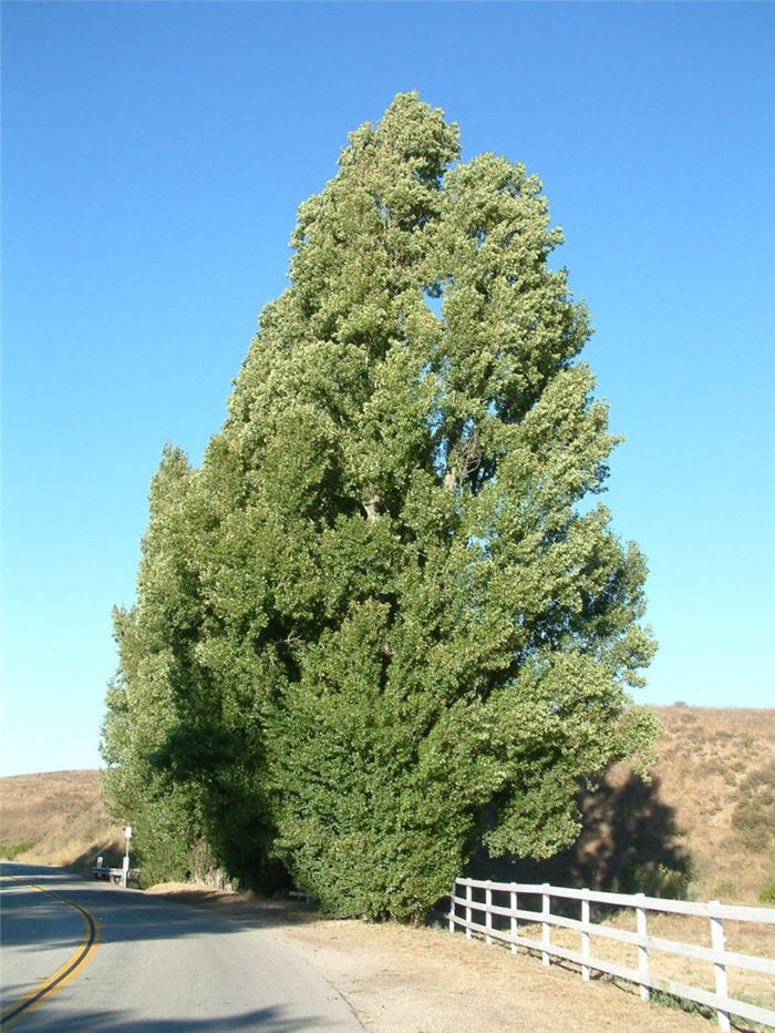 Populus nigra 'Italica'