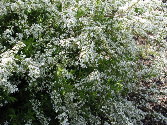 Spiraea thunbergii