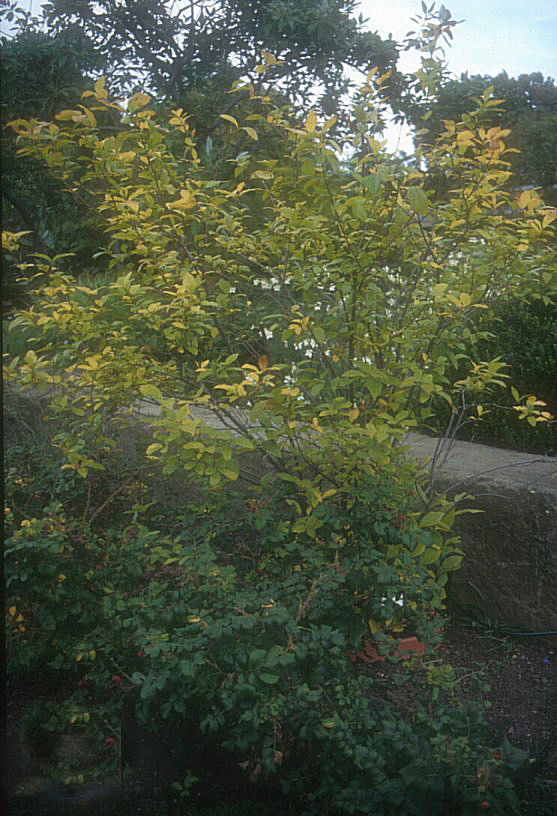 Calycanthus floridus