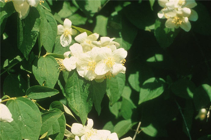 Philadelphus coronarius