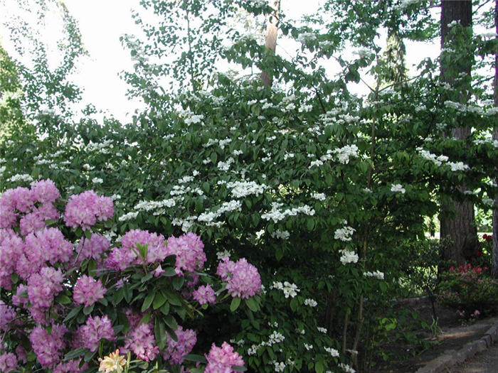 Doublefile Viburnum tree form)