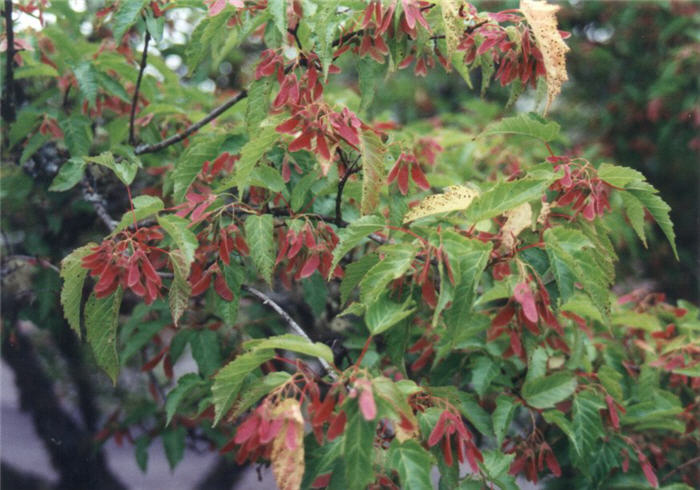 Amur Maple