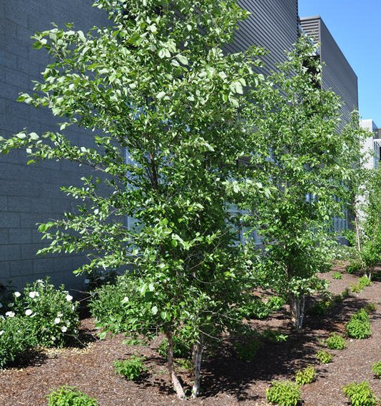 Betula nigra