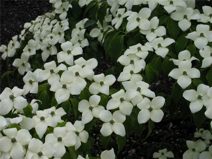 Cornus kousa