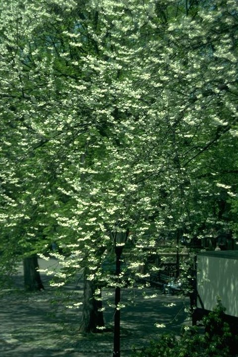 Halesia carolina