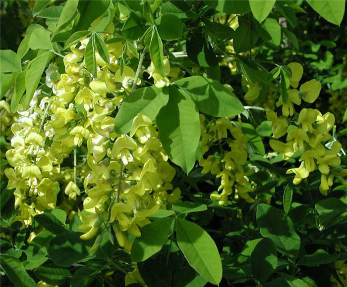 Common Goldenchain
