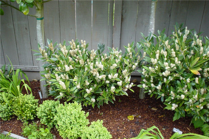 Prunus laurocerasus 'Otto Luyken'
