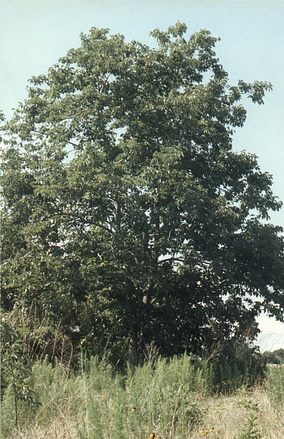 Diospyros virginiana