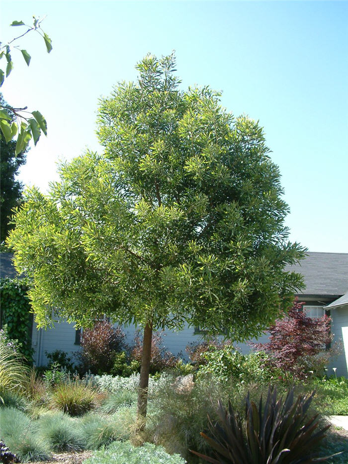 Arbutus unedo