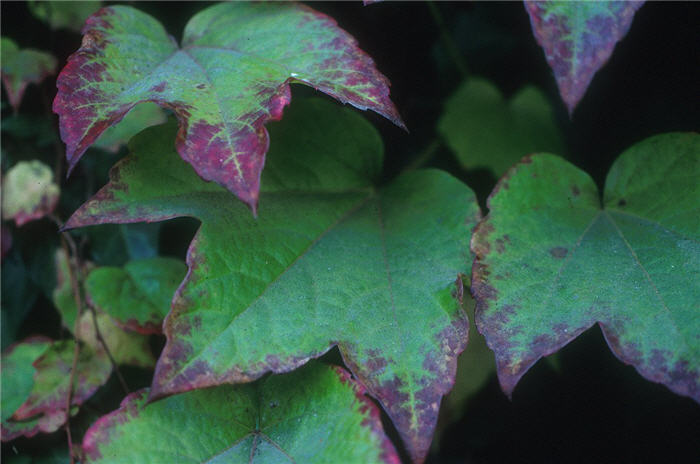 Parthenocissus quinquefolia
