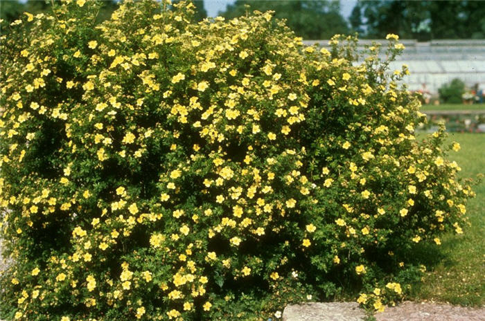 Potentilla fruticosa