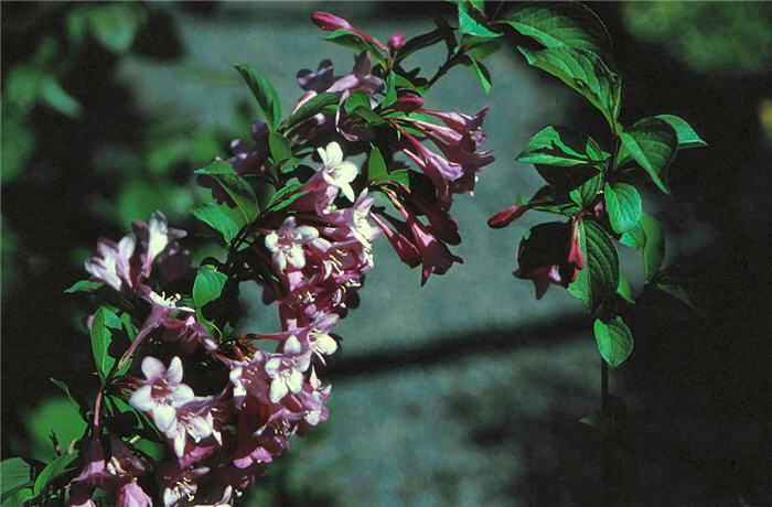 Weigela florida
