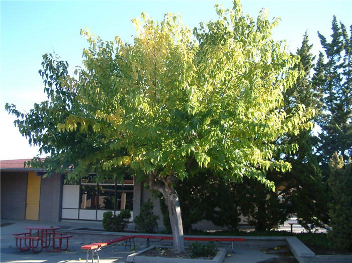 Morus alba