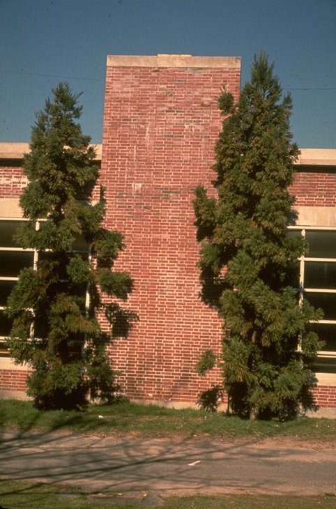 Cryptomeria japonica