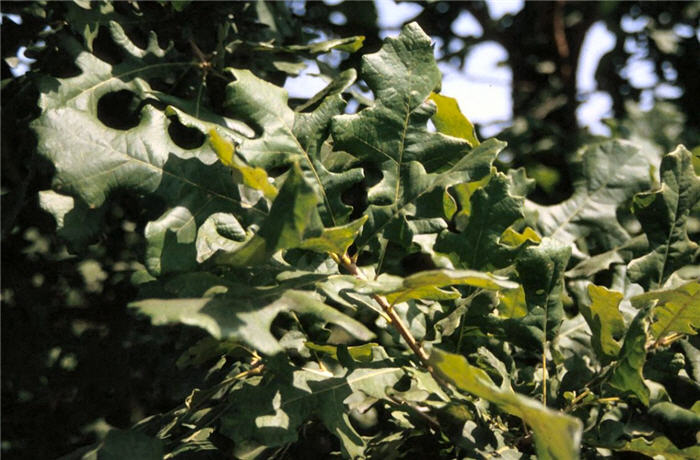 Quercus macrocarpa