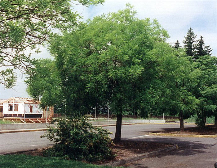 Sophora japonica