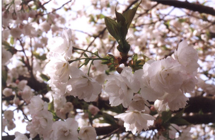 Prunus serrulata 'Shirotae'