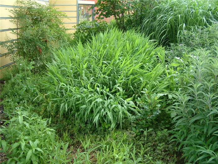 Chasmanthium latifolium