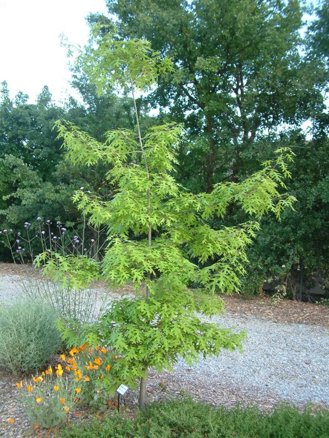 Quercus coccinea