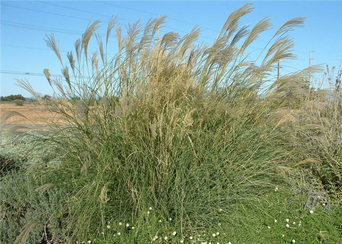 Miscanthus sinensis 'Gracillimus'