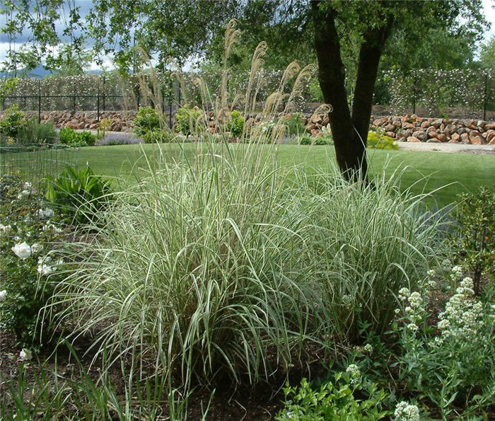 Miscanthus sinensis 'Variegatus'