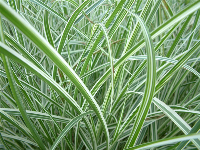 Plant photo of: Miscanthus sinensis 'Variegatus'