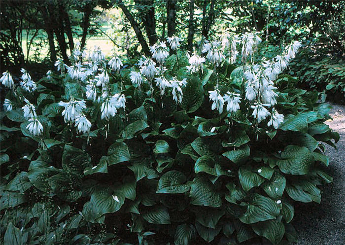 Hosta fortunei