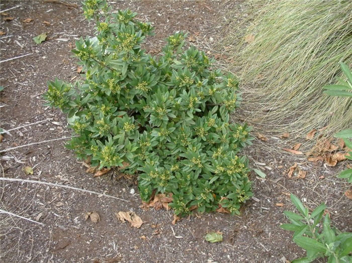 Plant photo of: Rhamnus californica