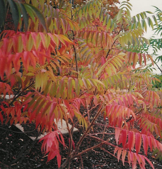 Rhus typhina 'Laciniata'