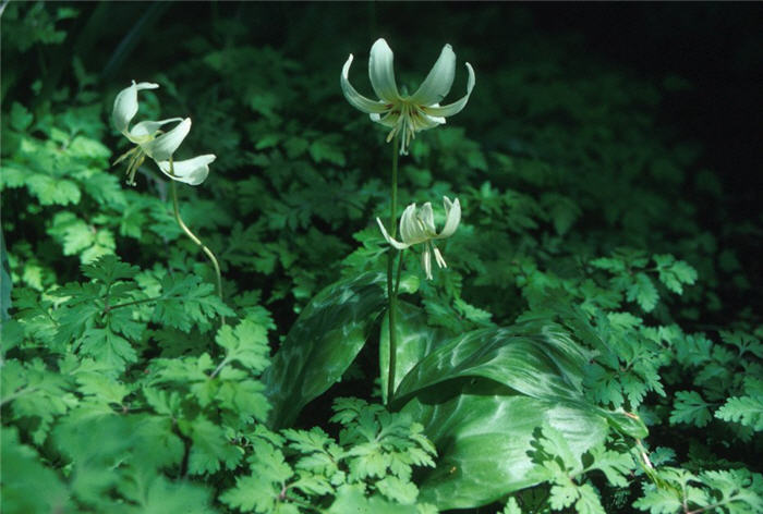 Erythronium revolutum 'White Beauty'