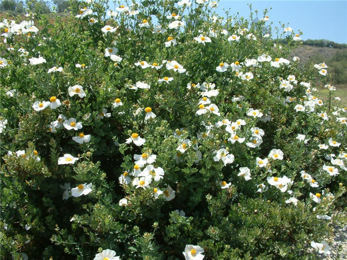Romneya coulteri