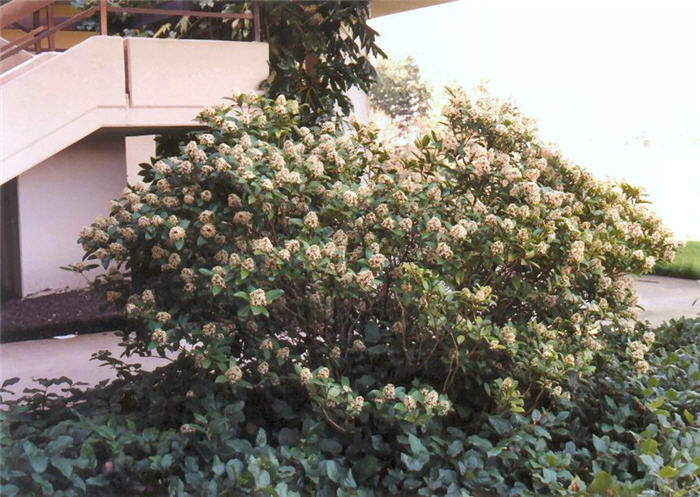 Skimmia japonica