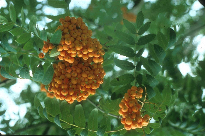 Sorbus aucuparia