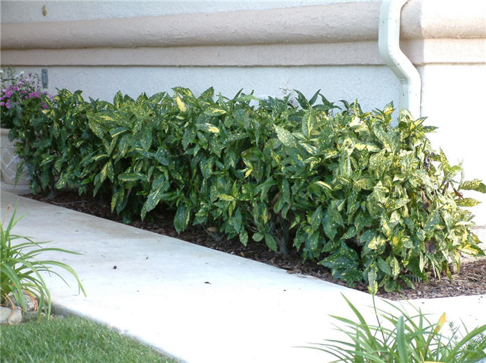 Japanese Laurel