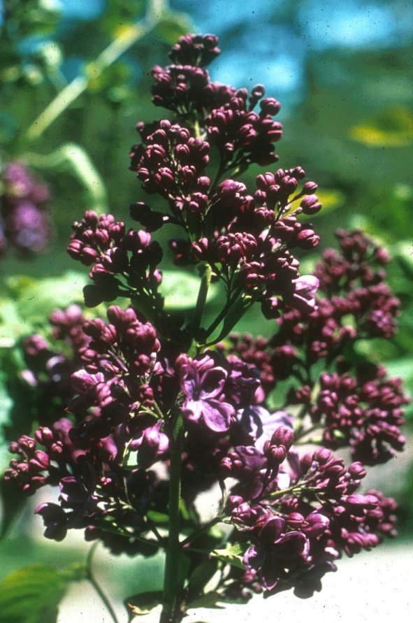 Syringa vulgaris
