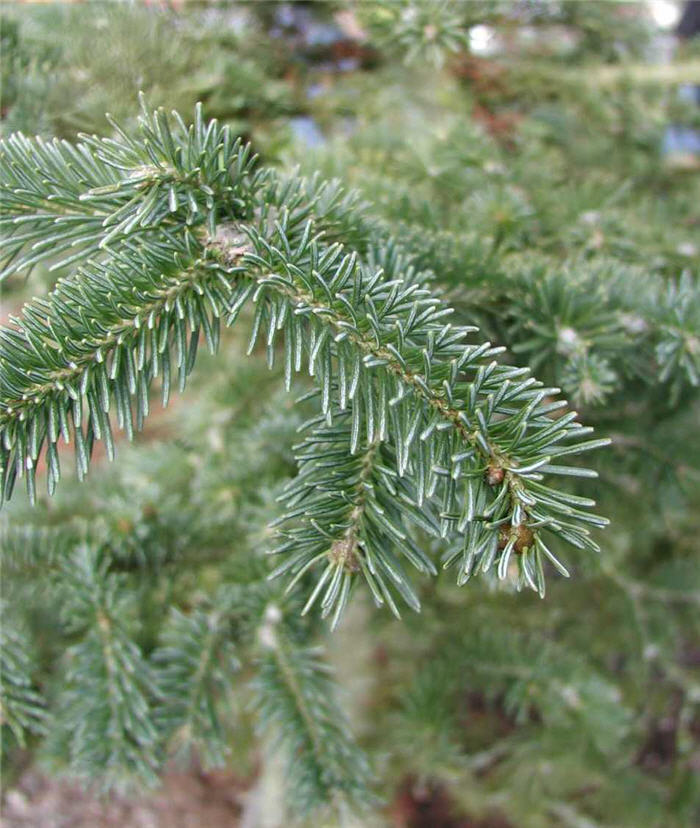 Alpine  Fir