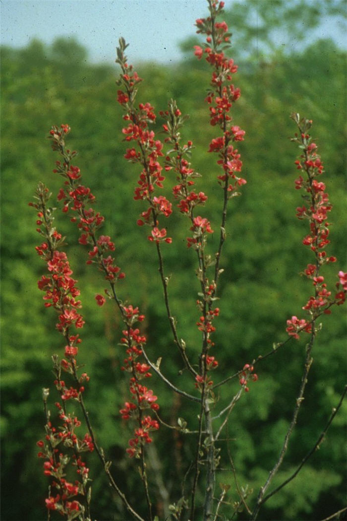 Malus 'Radiant'